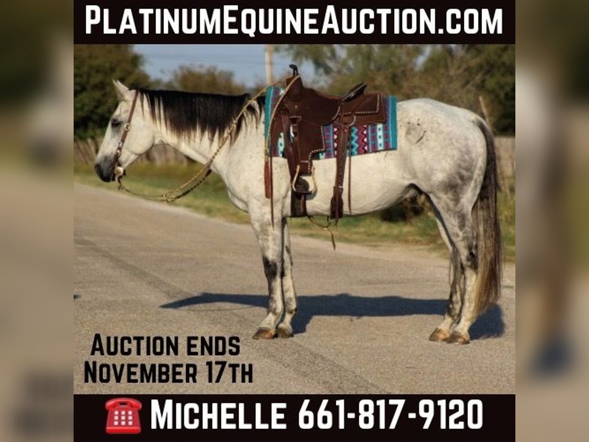 Quarter horse américain Hongre 11 Ans Gris in Stephenville TX