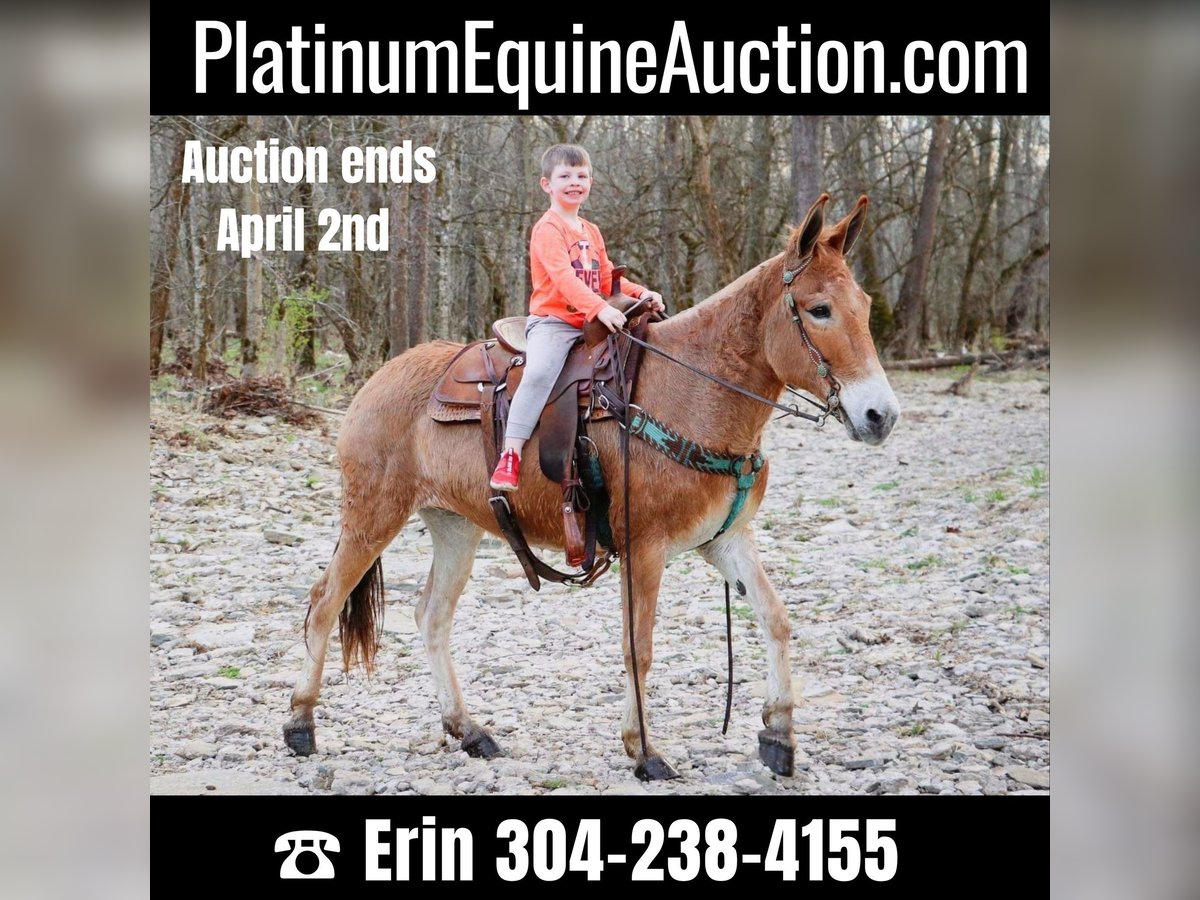 Quarter horse américain Hongre 11 Ans Isabelle in Hillsboror KY