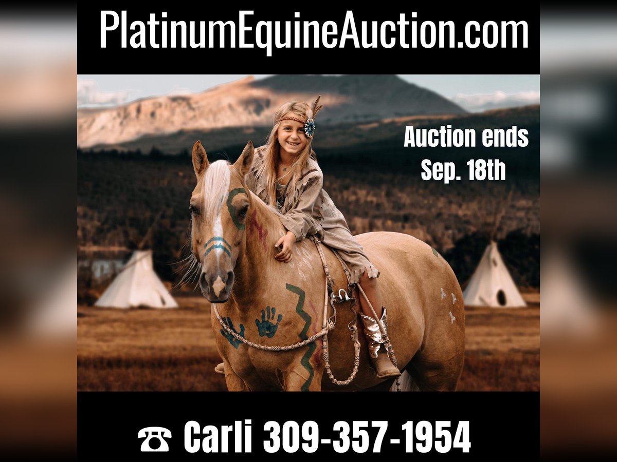 Quarter horse américain Hongre 11 Ans Palomino in Lewistown IL