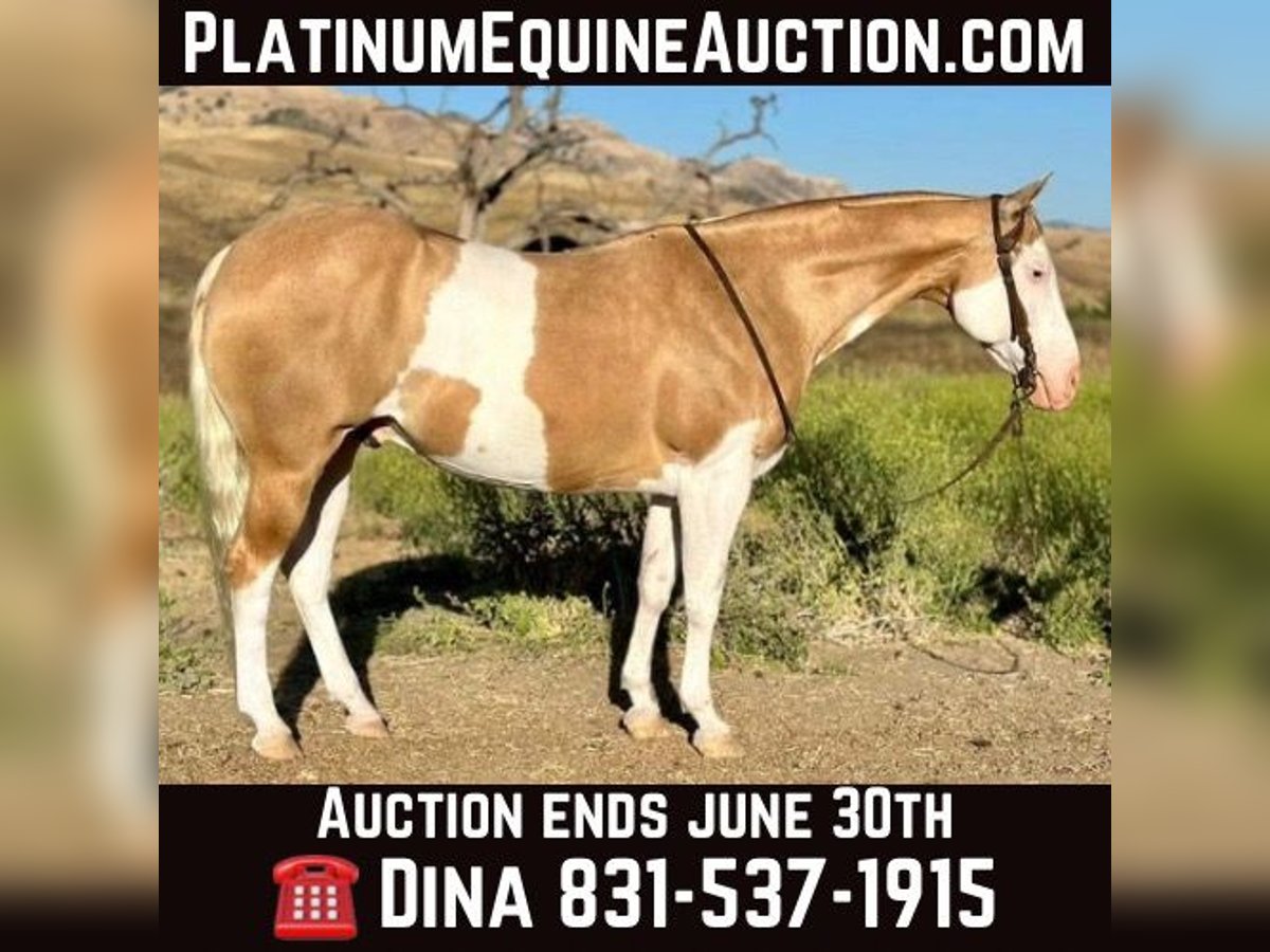 Quarter horse américain Hongre 11 Ans Palomino in PAICINES, CA