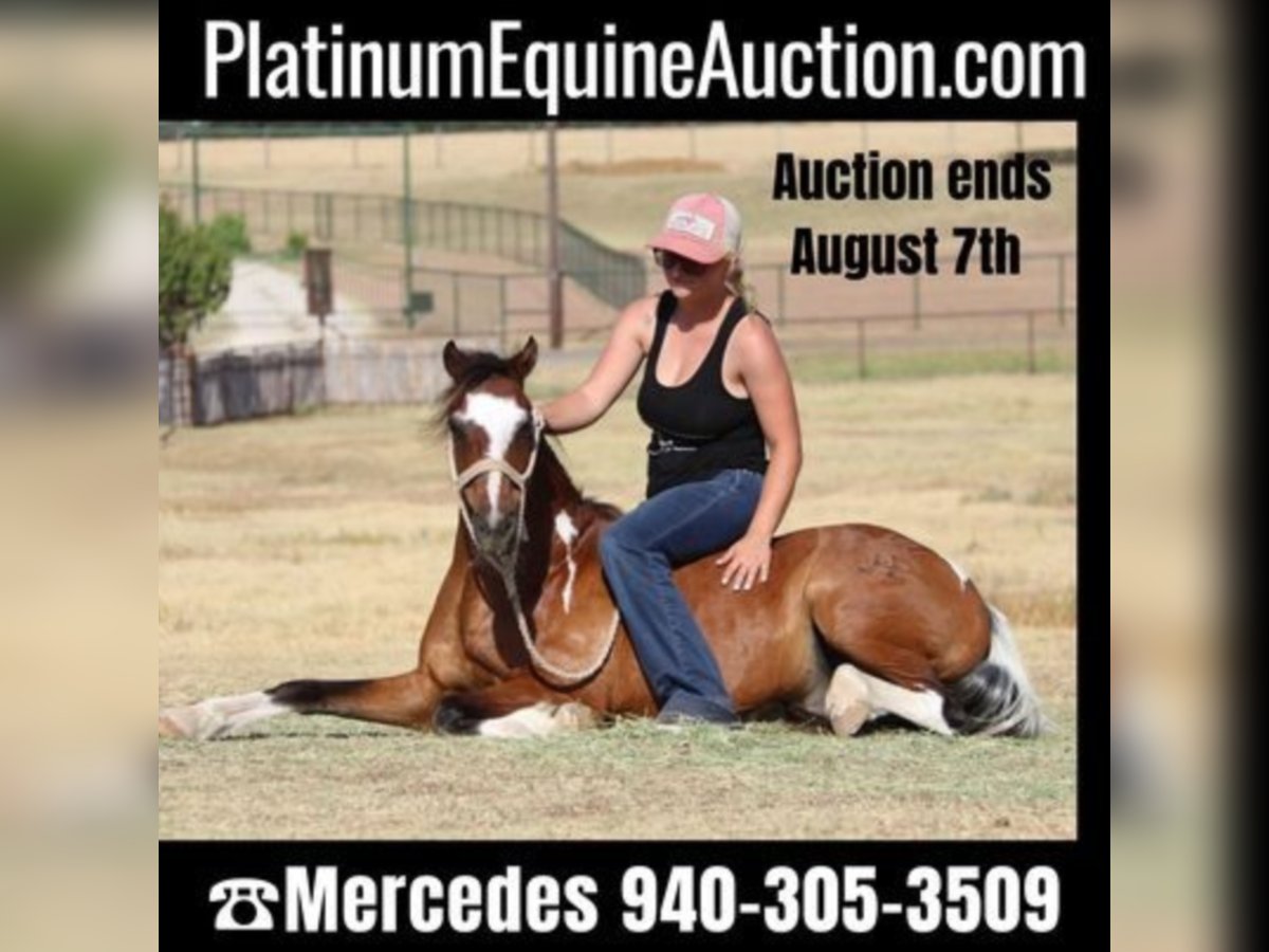 Quarter horse américain Hongre 12 Ans 107 cm Tobiano-toutes couleurs in Cleburne Tx