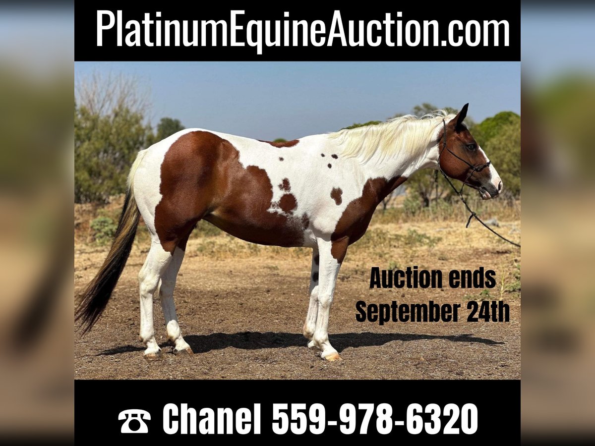 Quarter horse américain Hongre 12 Ans 145 cm Tobiano-toutes couleurs in Bryers TX