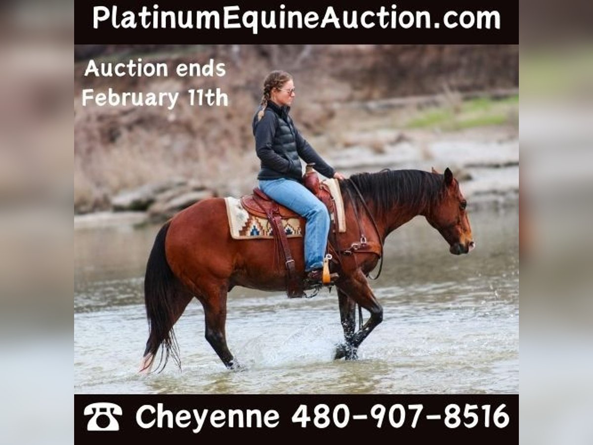 Quarter horse américain Hongre 12 Ans 147 cm Bai cerise in Stephenville TX