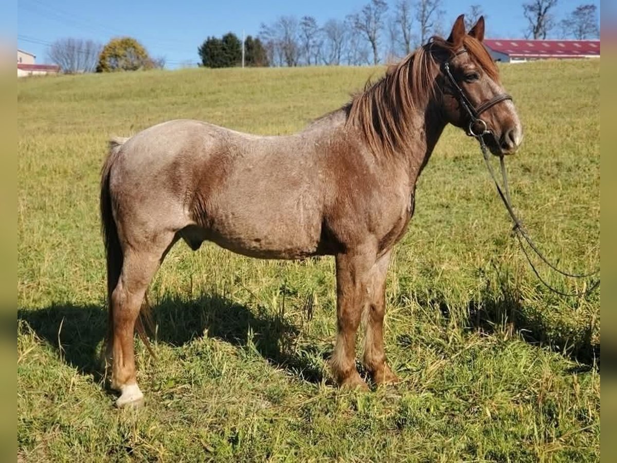 Quarter horse américain Croisé Hongre 12 Ans 147 cm Rouan Rouge in Somerset