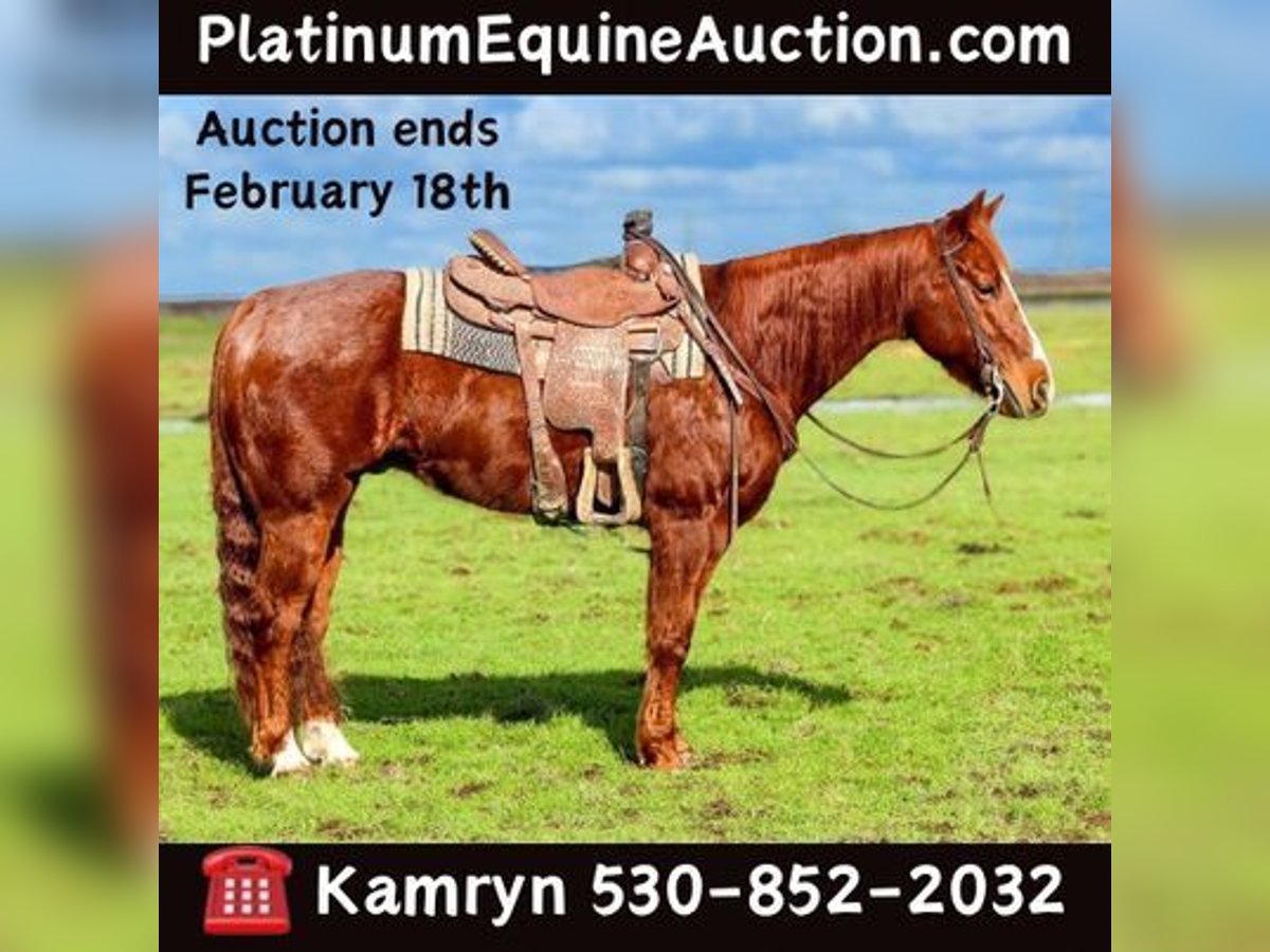 Quarter horse américain Hongre 12 Ans 150 cm Alezan brûlé in Pleasant Grove, CA