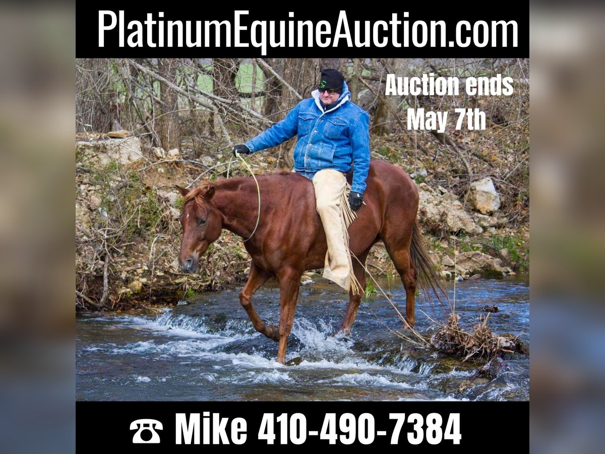 Quarter horse américain Hongre 12 Ans 150 cm Alezan brûlé in Mountain Grove MO