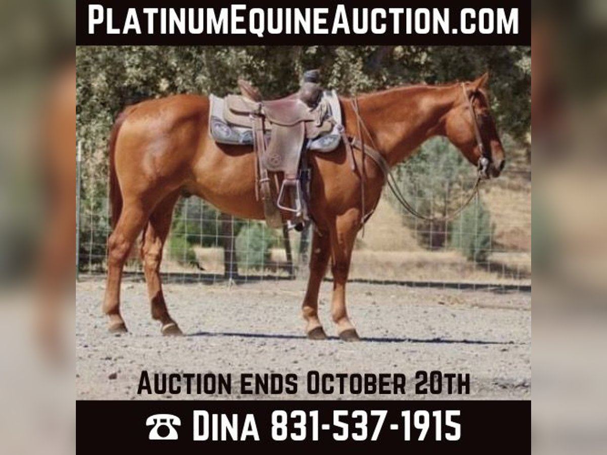 Quarter horse américain Hongre 12 Ans 150 cm Alezan cuivré in Paicines, CA