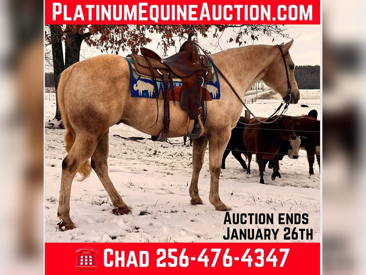 Quarter horse américain Hongre 12 Ans 150 cm Palomino in Mt Hope AL