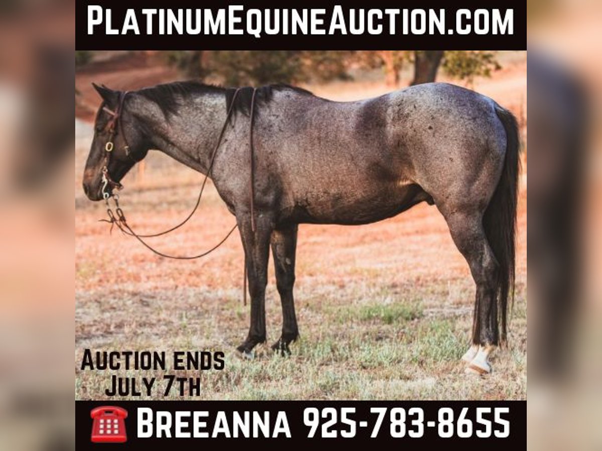 Quarter horse américain Hongre 12 Ans 150 cm Rouan Bleu in Valley Springs CA