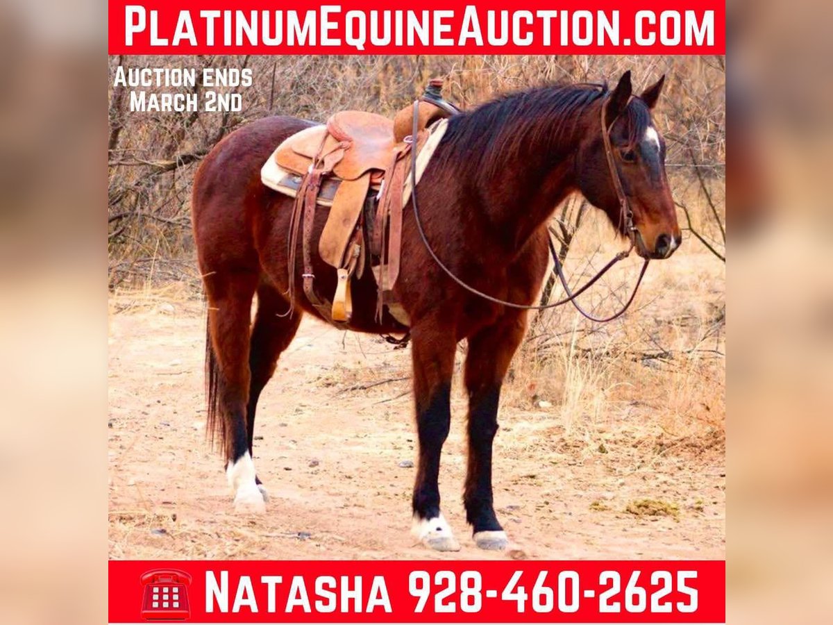 Quarter horse américain Hongre 12 Ans 152 cm Bai cerise in Camp Verde CA