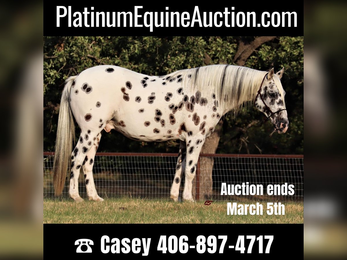 Quarter horse américain Hongre 12 Ans 152 cm Blanc in Jacksboro TX