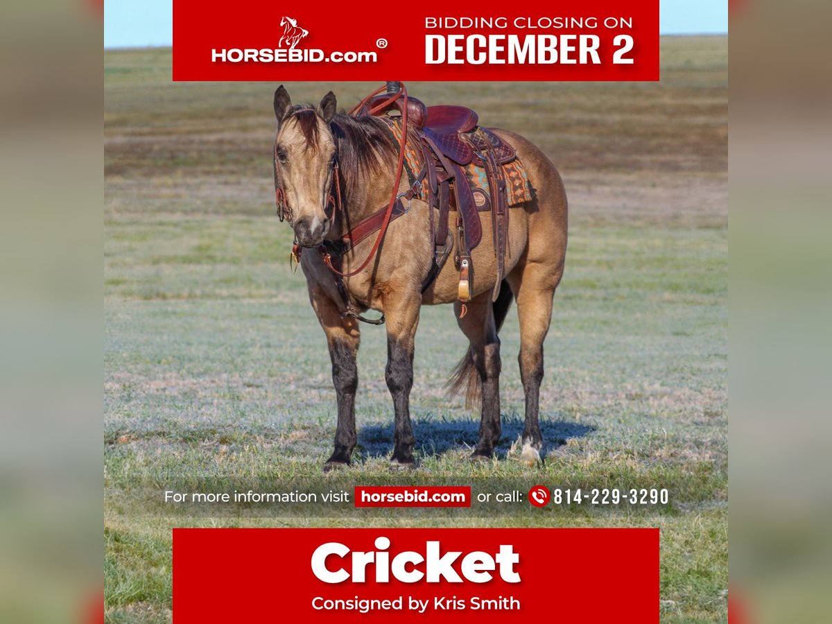 Quarter horse américain Hongre 12 Ans 152 cm Buckskin in Clarion, PA