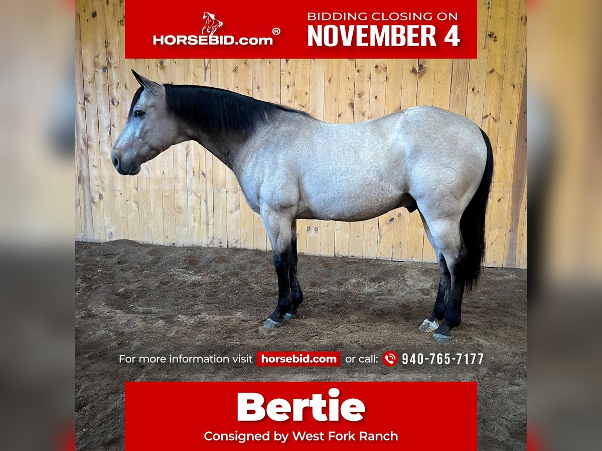 Quarter horse américain Hongre 12 Ans 152 cm Buckskin in Sheffield