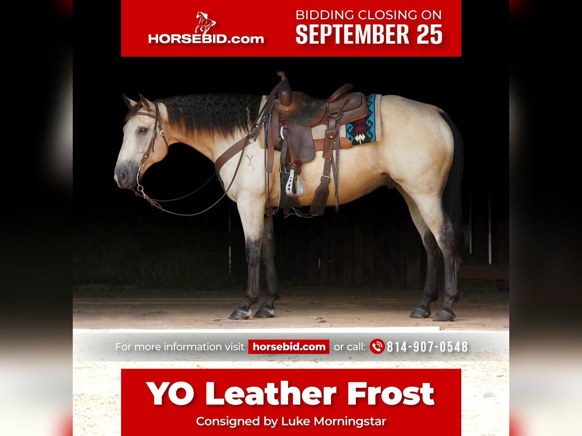 Quarter horse américain Hongre 12 Ans 152 cm Buckskin in Needmore, PA