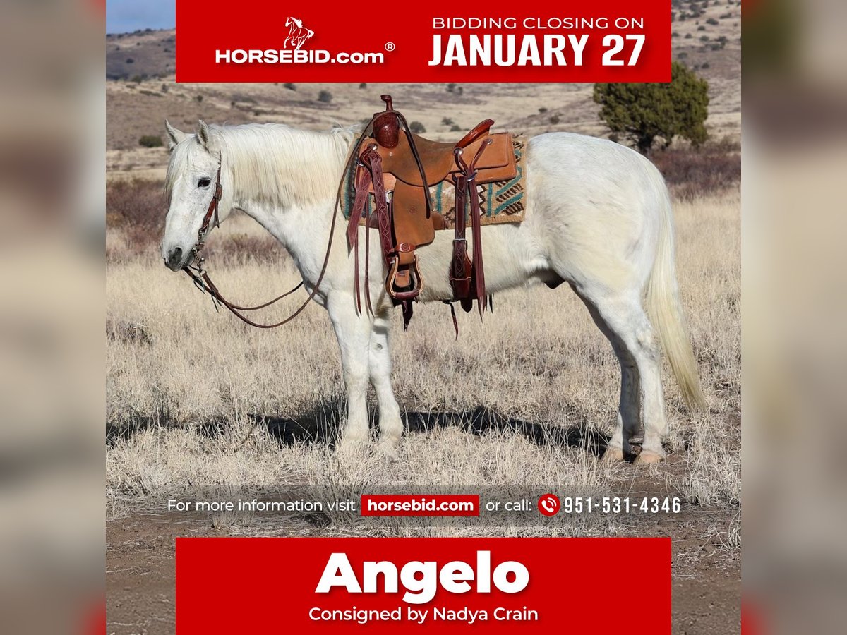 Quarter horse américain Hongre 12 Ans 152 cm Gris in Camp Verde, AZ