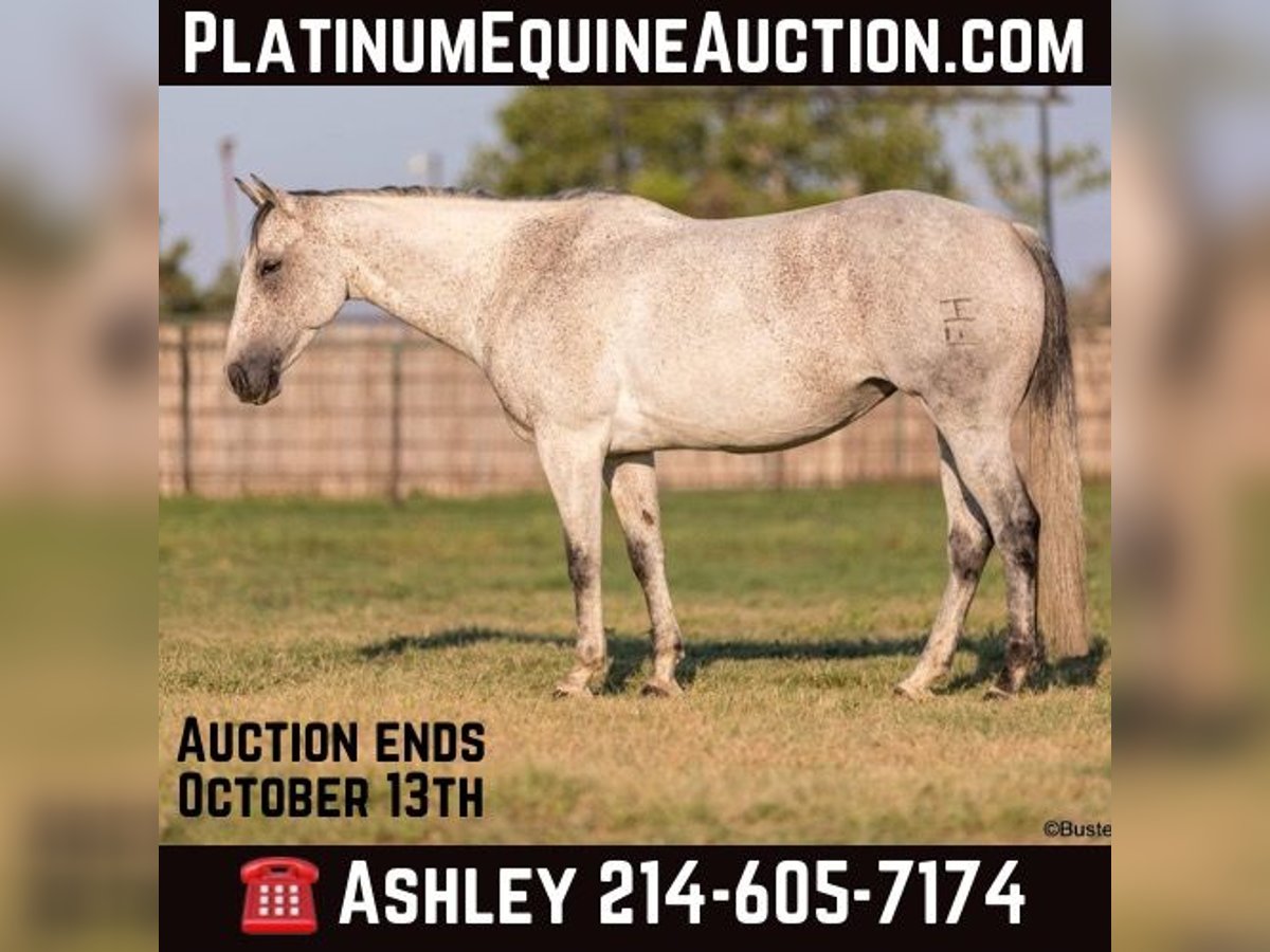 Quarter horse américain Hongre 12 Ans 152 cm Gris in Weatherford TX