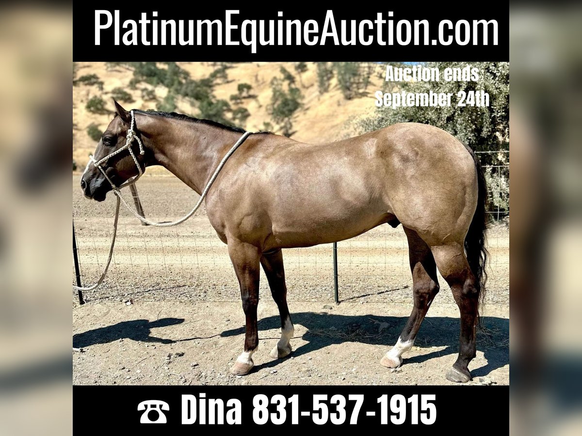 Quarter horse américain Hongre 12 Ans 152 cm Grullo in Paicines, CA