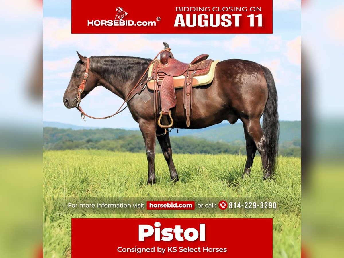 Quarter horse américain Hongre 12 Ans 152 cm Noir in Clarion, PA