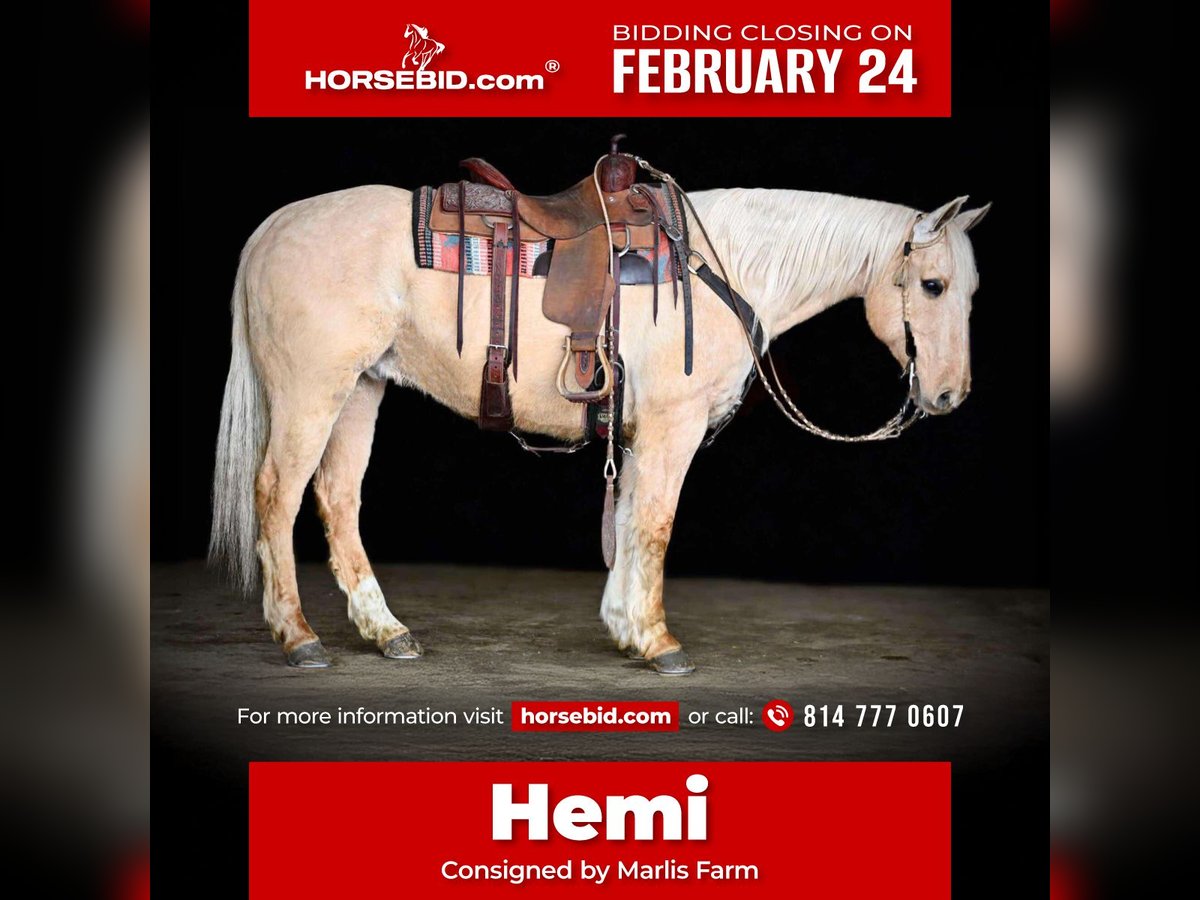 Quarter horse américain Hongre 12 Ans 152 cm Palomino in Rebersburg, PA