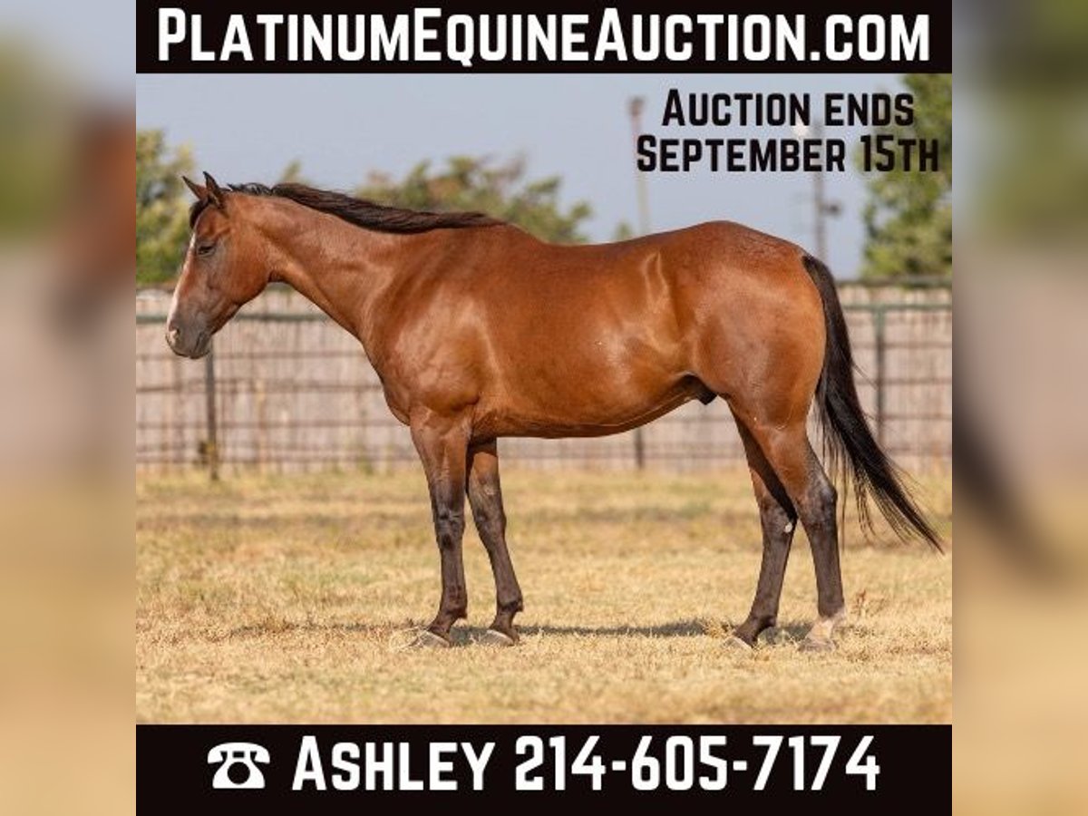 Quarter horse américain Hongre 12 Ans 152 cm Roan-Bay in Weatherford TX