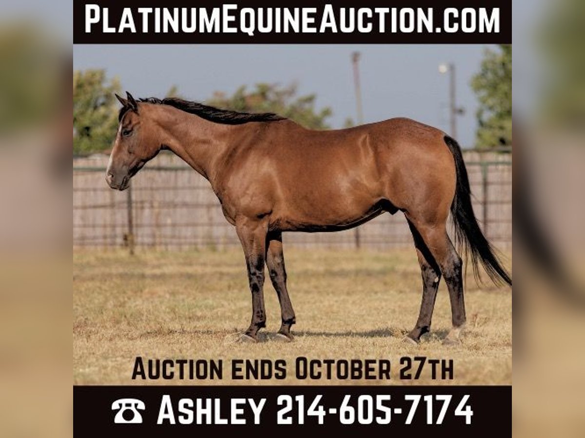 Quarter horse américain Hongre 12 Ans 152 cm Roan-Bay in Weatherford TX