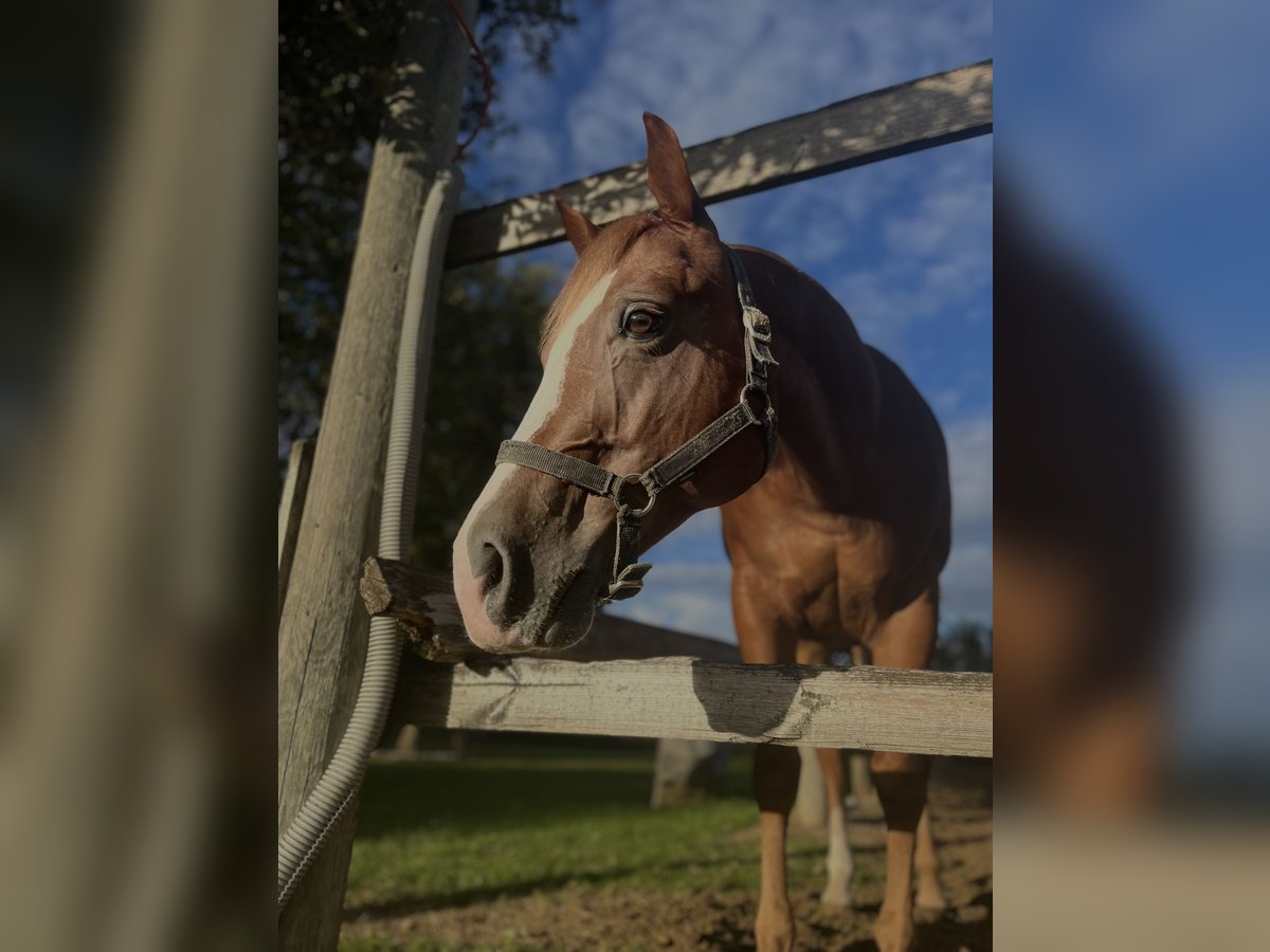 Quarter horse américain Hongre 12 Ans 155 cm Alezan in Villanova