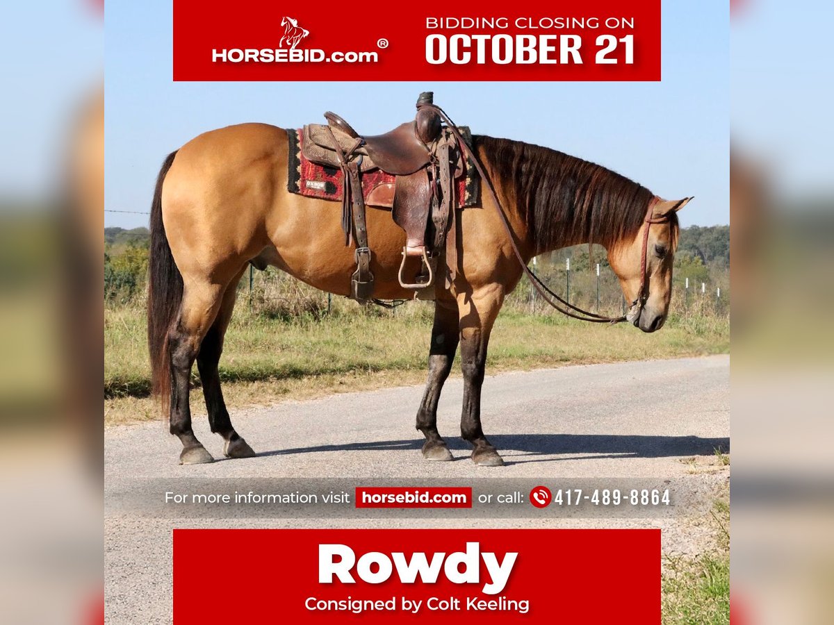 Quarter horse américain Hongre 12 Ans 155 cm Buckskin in Purdy, MO