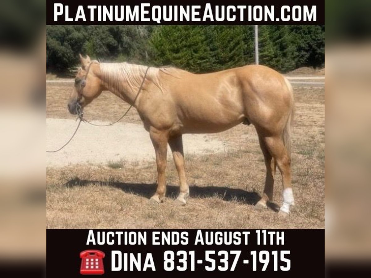 Quarter horse américain Hongre 12 Ans 155 cm Palomino in Paicines Ca