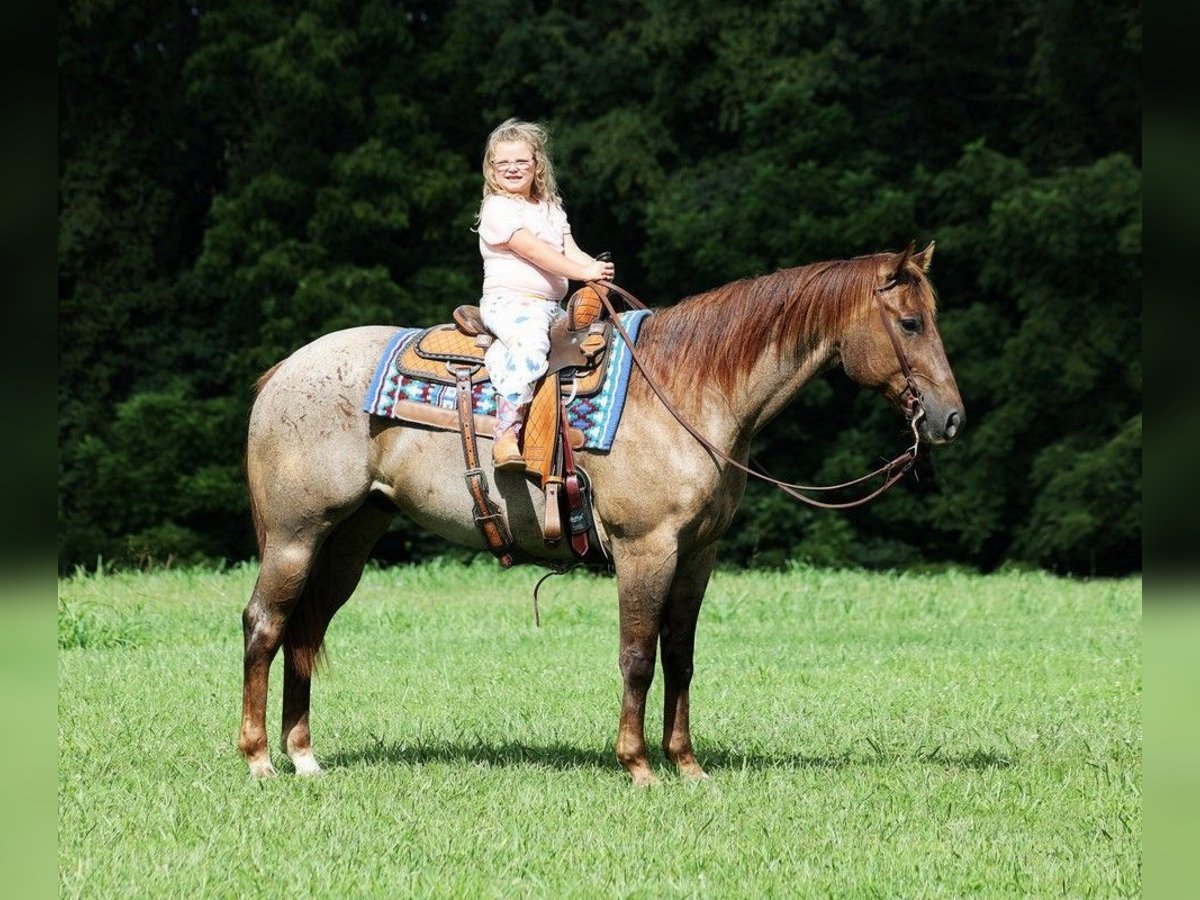 Quarter horse américain Hongre 12 Ans 155 cm Rouan Rouge in Mount Vernon, KY