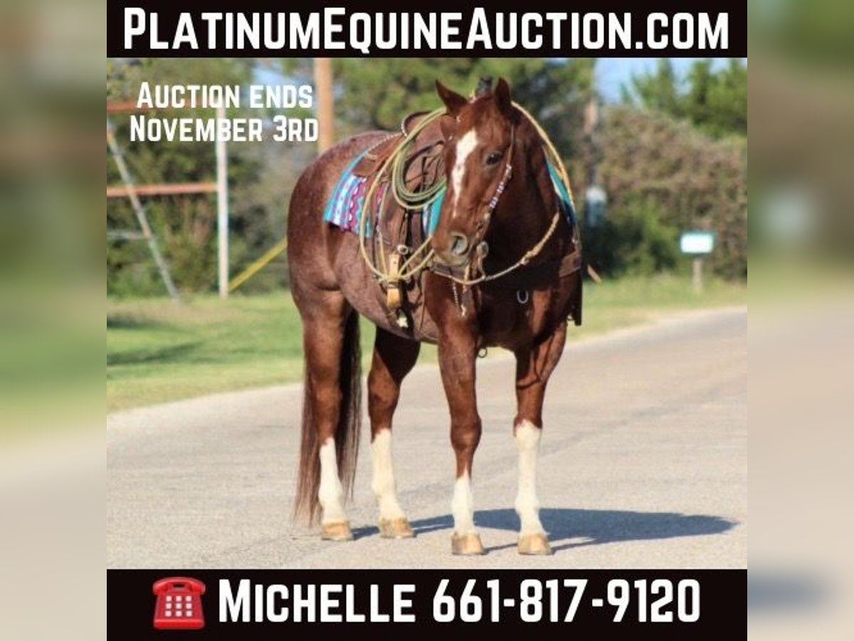 Quarter horse américain Hongre 12 Ans 155 cm Rouan Rouge in Stephenville TX