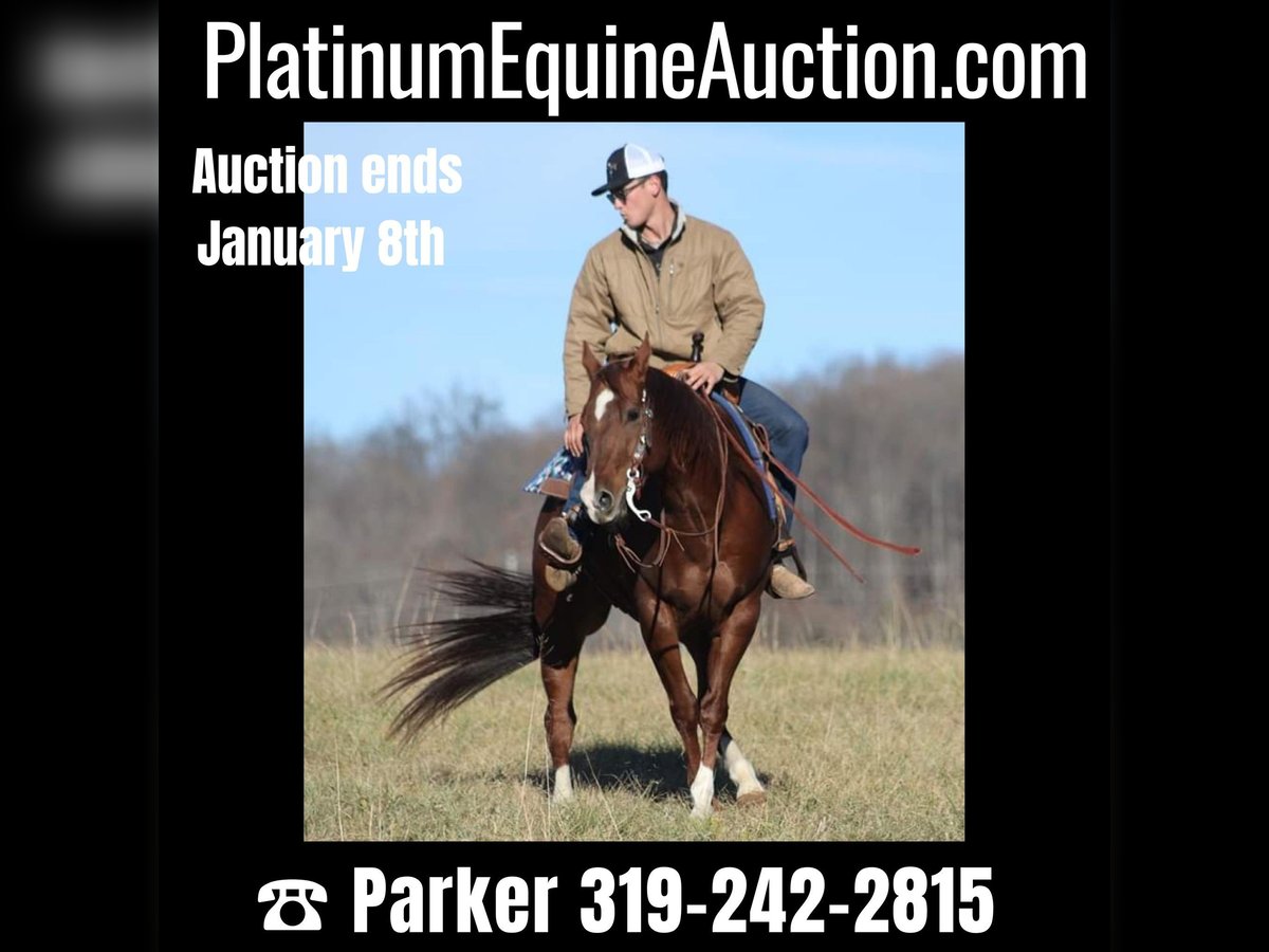 Quarter horse américain Hongre 12 Ans 157 cm Alezan cuivré in Brodhead Ky