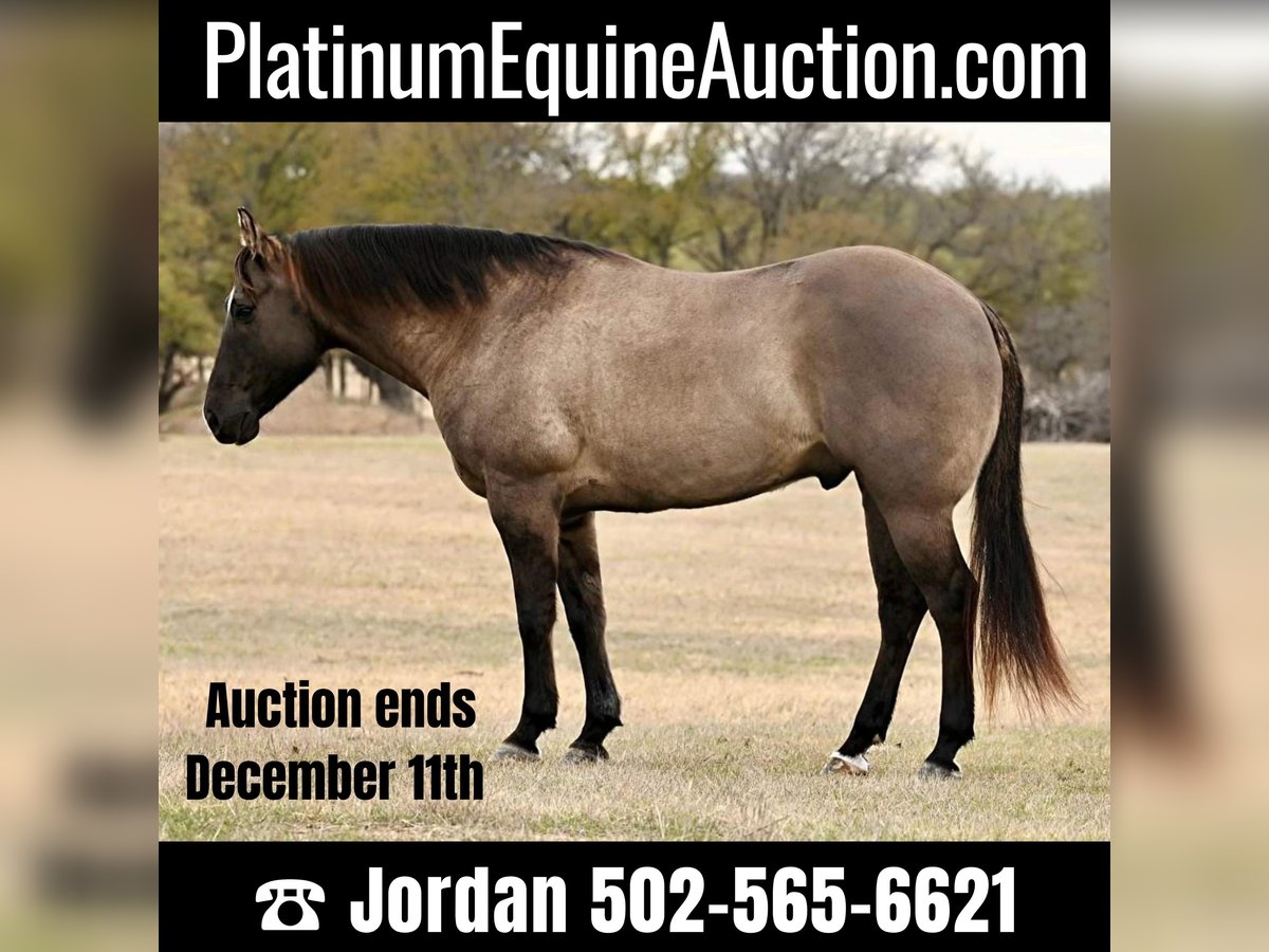 Quarter horse américain Hongre 12 Ans 157 cm Grullo in WEATHERFORD tx