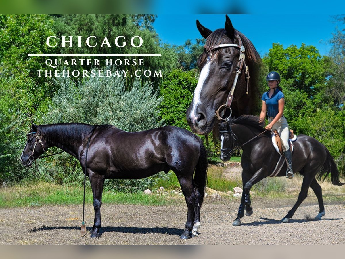 Quarter horse américain Hongre 12 Ans 157 cm Noir in Fort Collins, CO