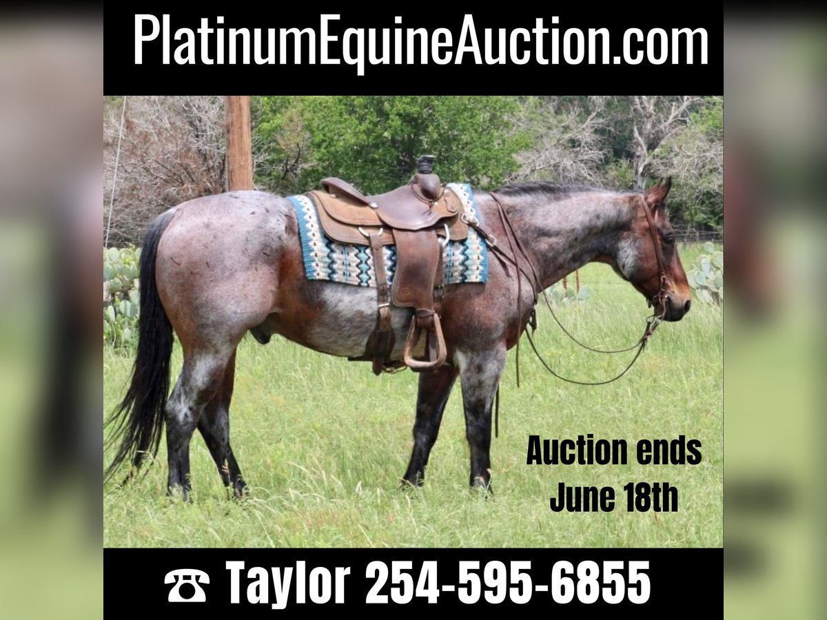 Quarter horse américain Hongre 12 Ans 157 cm Roan-Bay in Morgan Mill TX