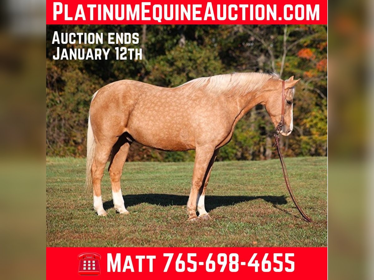 Quarter horse américain Hongre 12 Ans 160 cm Palomino in Brodhead Ky