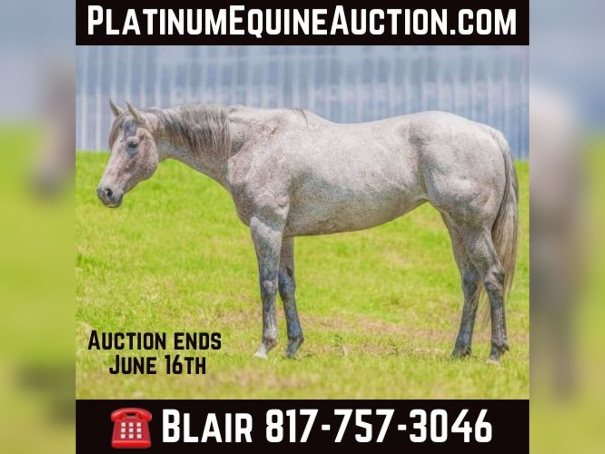 Quarter horse américain Hongre 12 Ans 163 cm Gris in Weatherford TX