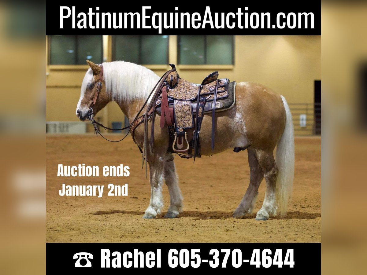 Quarter horse américain Hongre 12 Ans Alezan cuivré in Rusk TX