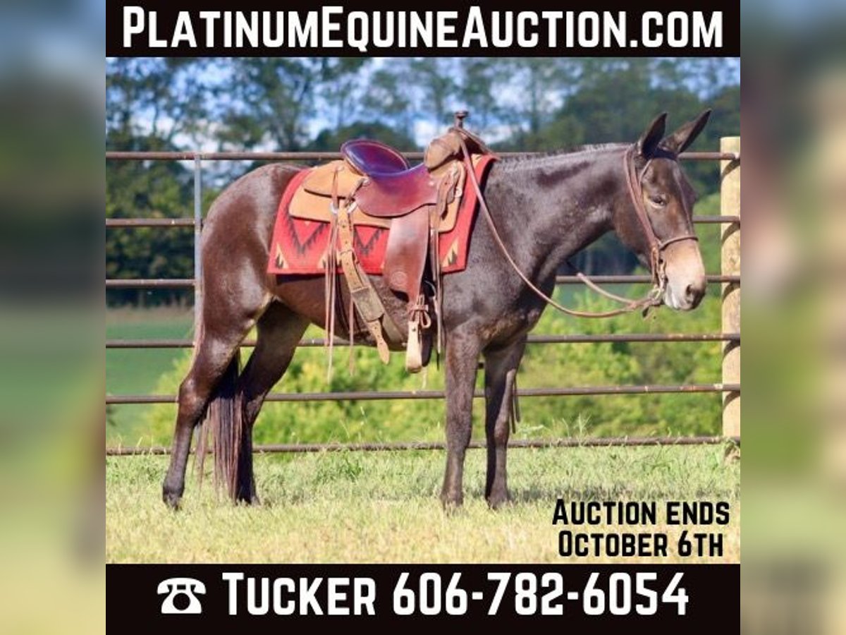 Quarter horse américain Hongre 12 Ans Bai cerise in Brooksville KY