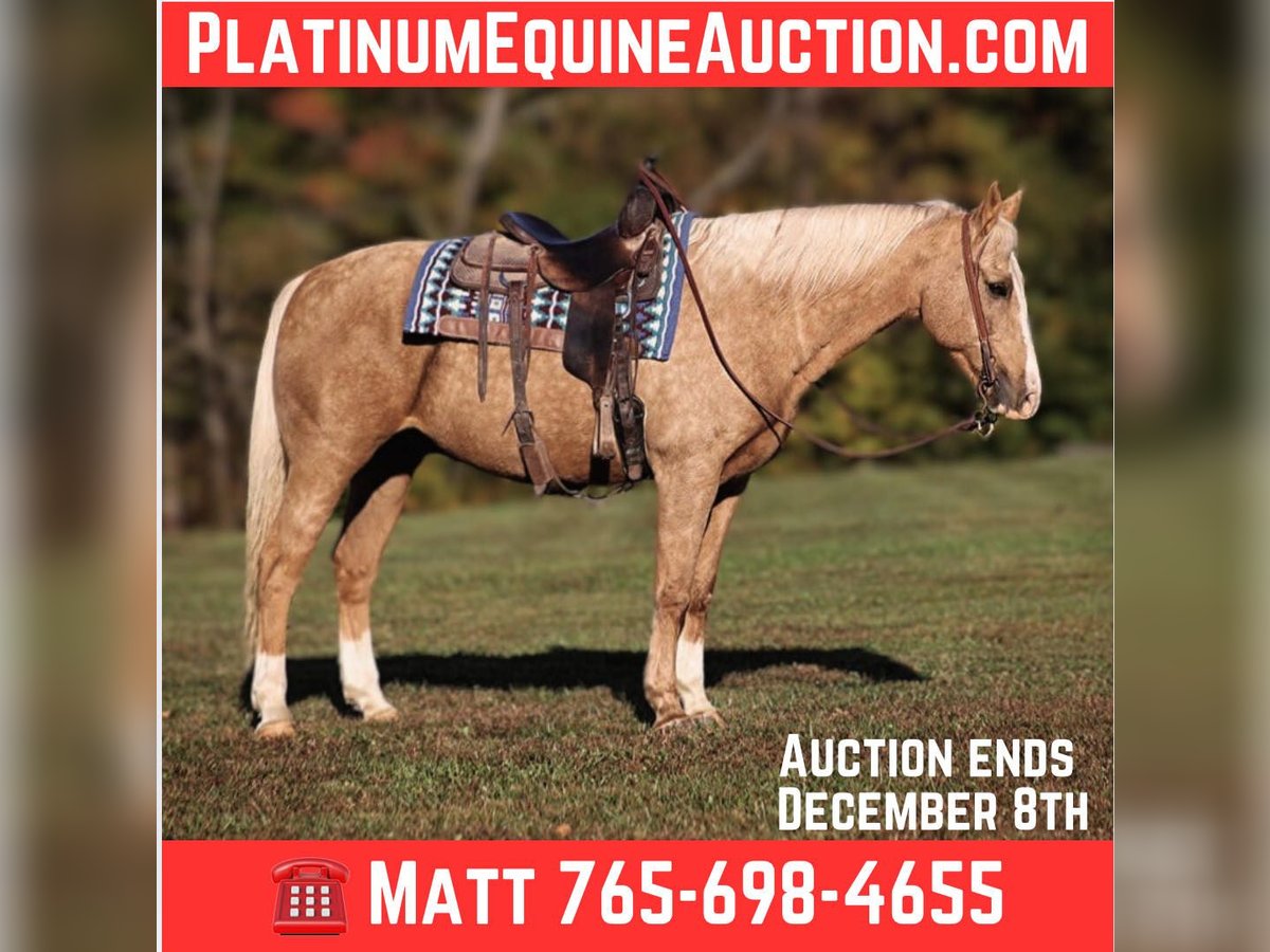 Quarter horse américain Hongre 12 Ans Palomino in Brodhead, KY