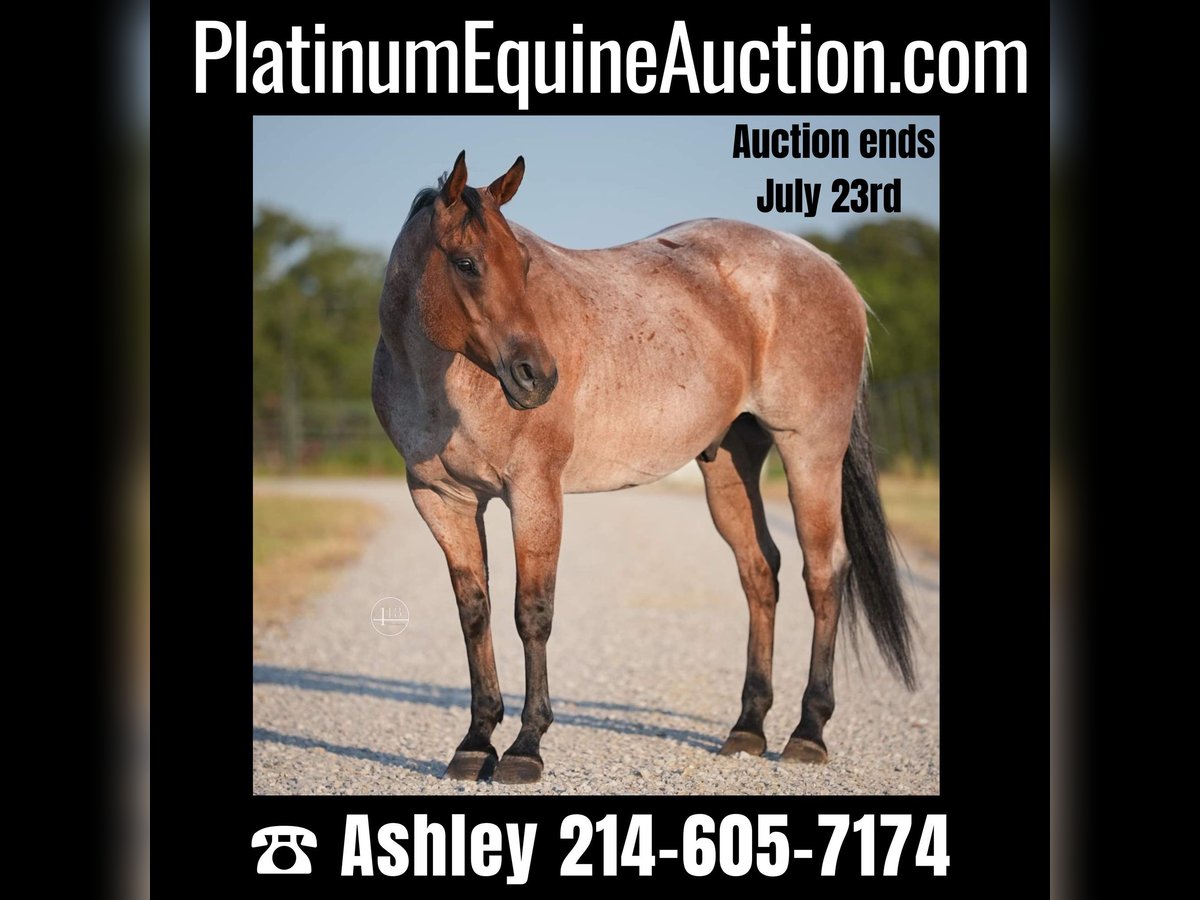 Quarter horse américain Hongre 12 Ans Roan-Bay in Weatherford TX