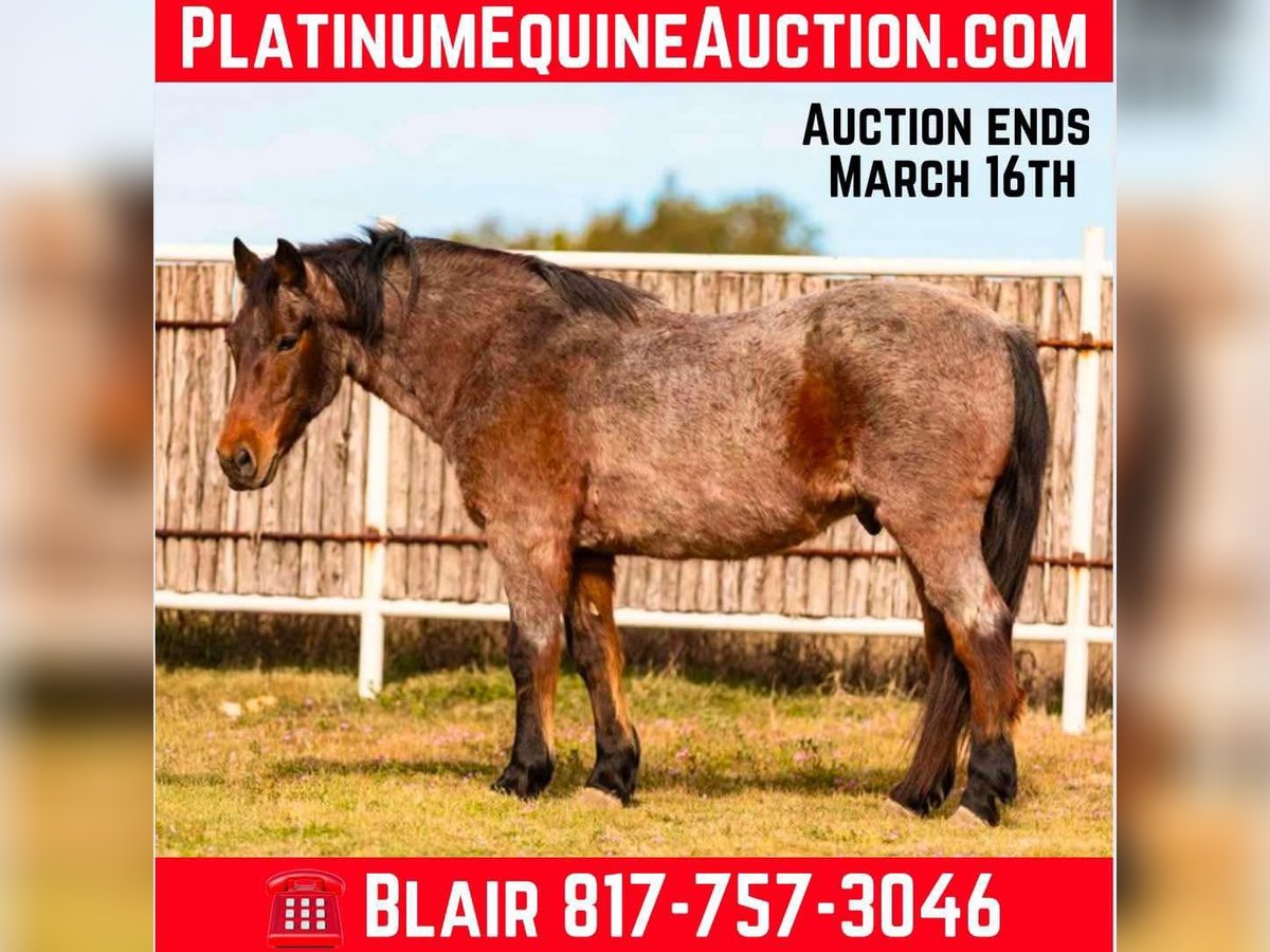 Quarter horse américain Hongre 12 Ans Roan-Bay in Weatherford TX