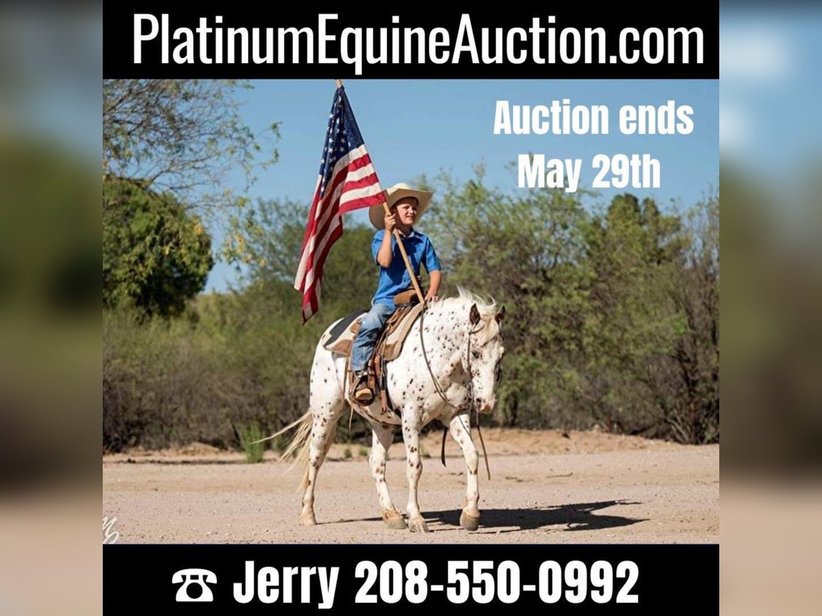 Quarter horse américain Hongre 13 Ans 130 cm Rouan Rouge in Wickenburg, AZ