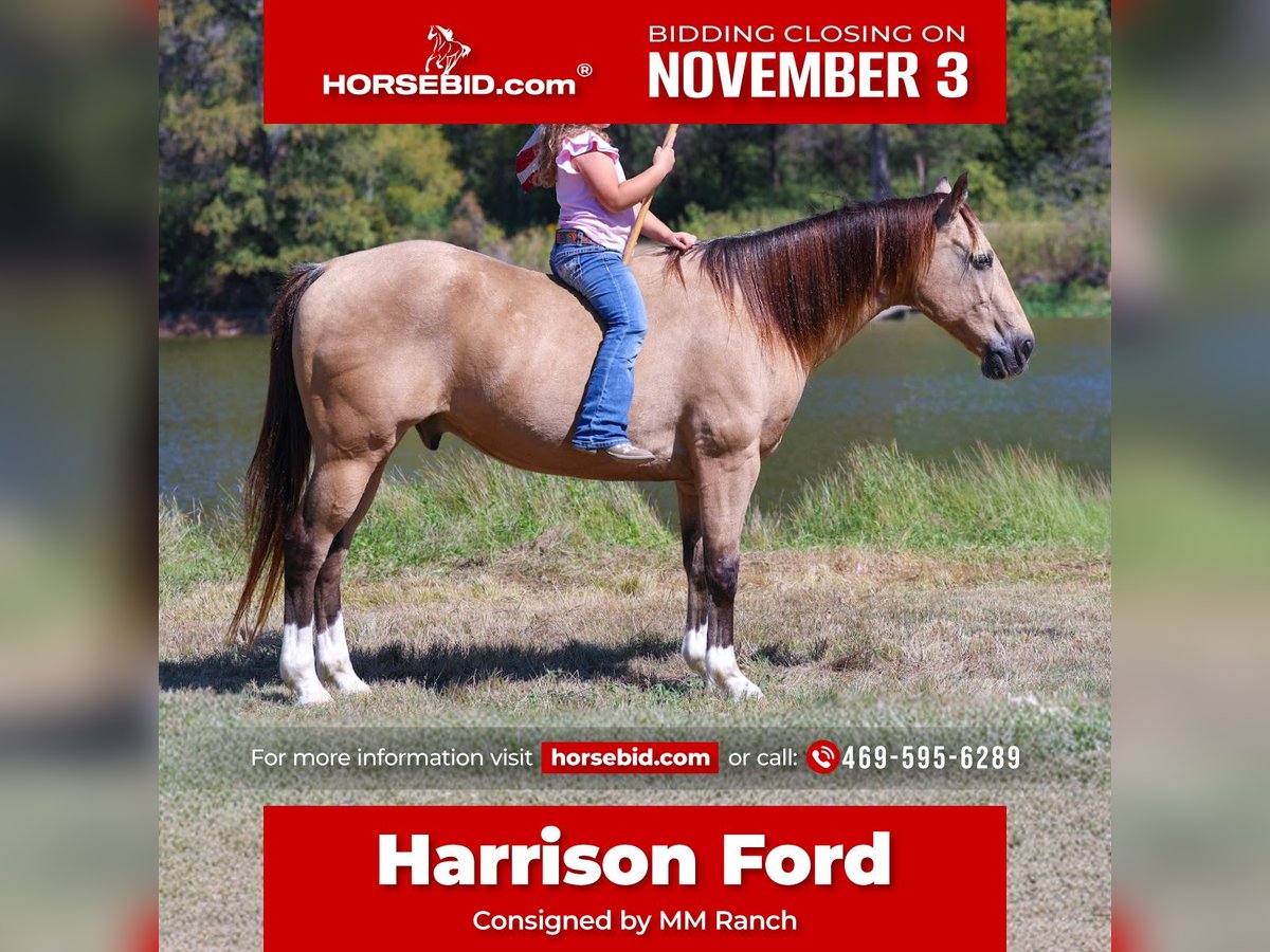 Quarter horse américain Hongre 13 Ans 140 cm Buckskin in Forney