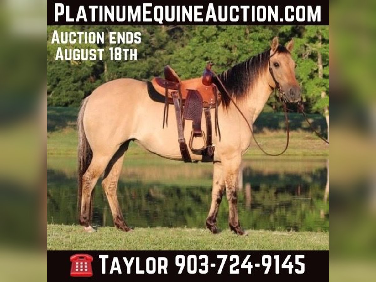 Quarter horse américain Hongre 13 Ans 140 cm Buckskin in Slocum TX