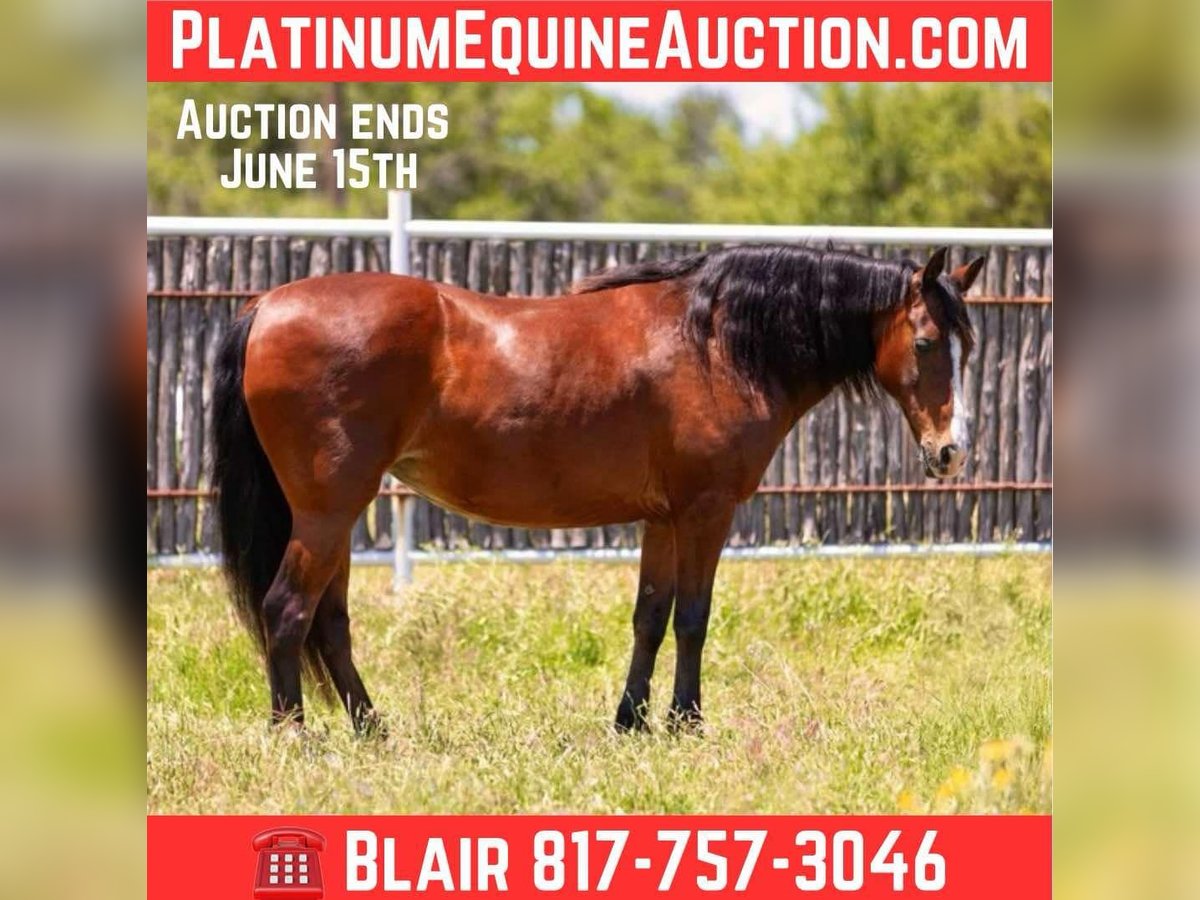 Quarter horse américain Hongre 13 Ans 145 cm Bai cerise in Weatherford TX