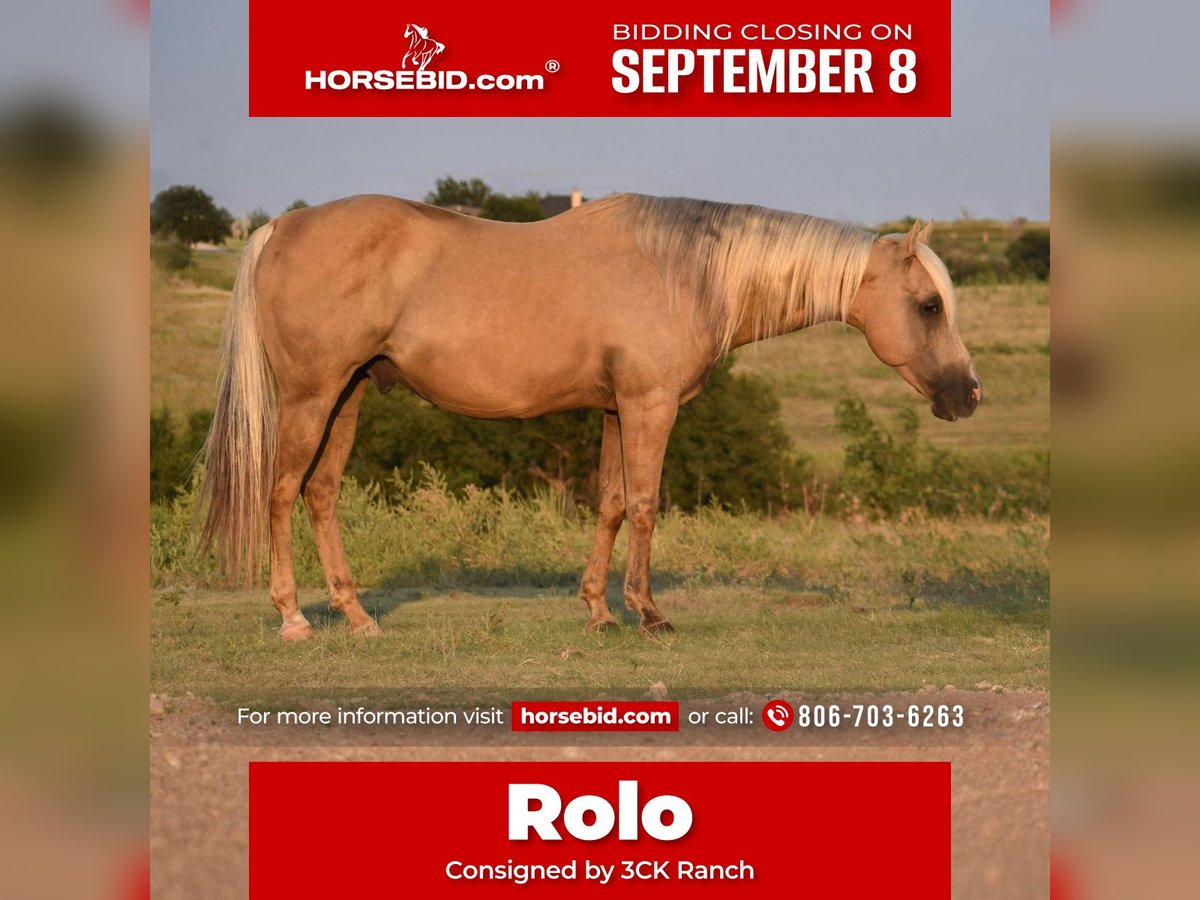 Quarter horse américain Hongre 13 Ans 147 cm Palomino in Amarillo