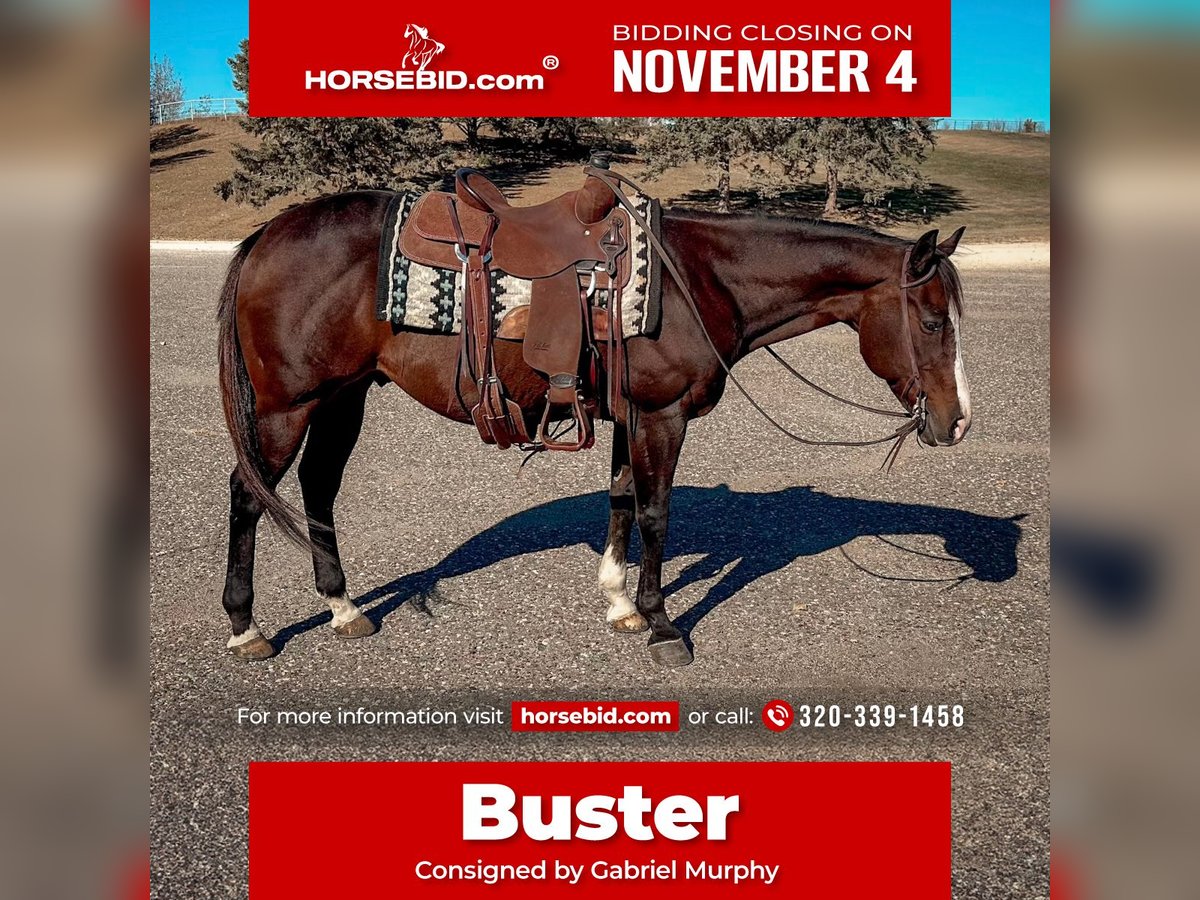 Quarter horse américain Hongre 13 Ans 150 cm Bai cerise in Cannon Falls