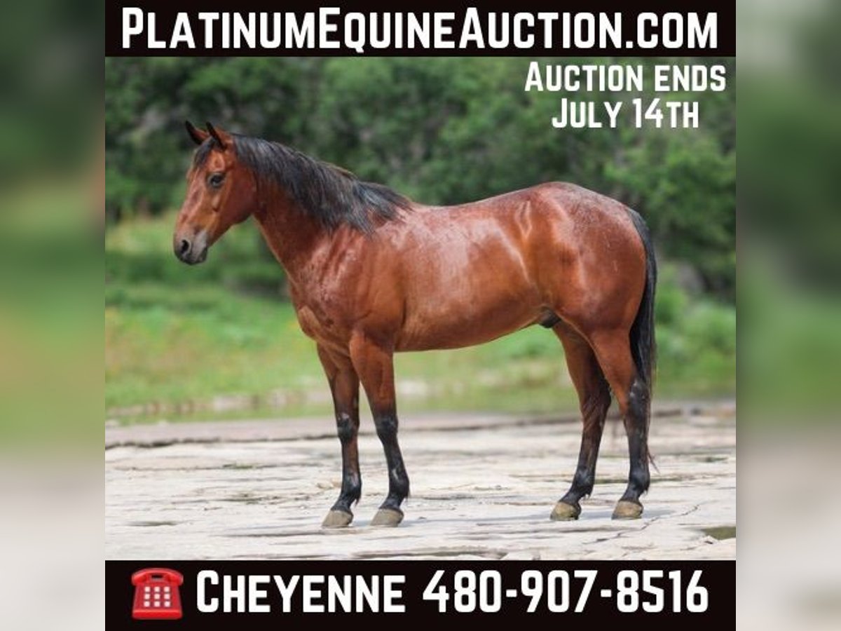 Quarter horse américain Hongre 13 Ans 150 cm Bai cerise in Stephenville TX