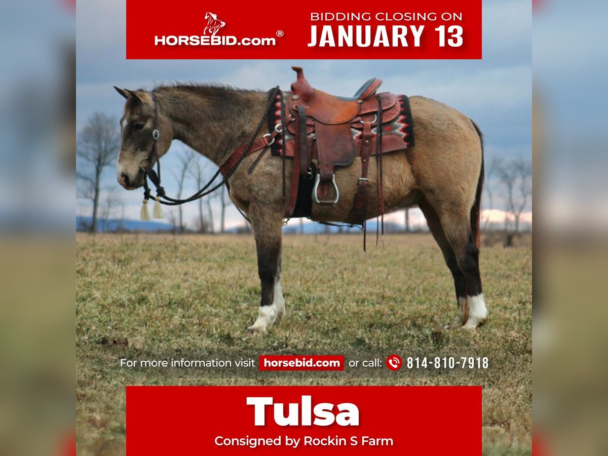 Quarter horse américain Hongre 13 Ans 150 cm Buckskin in Rebersburg, PA