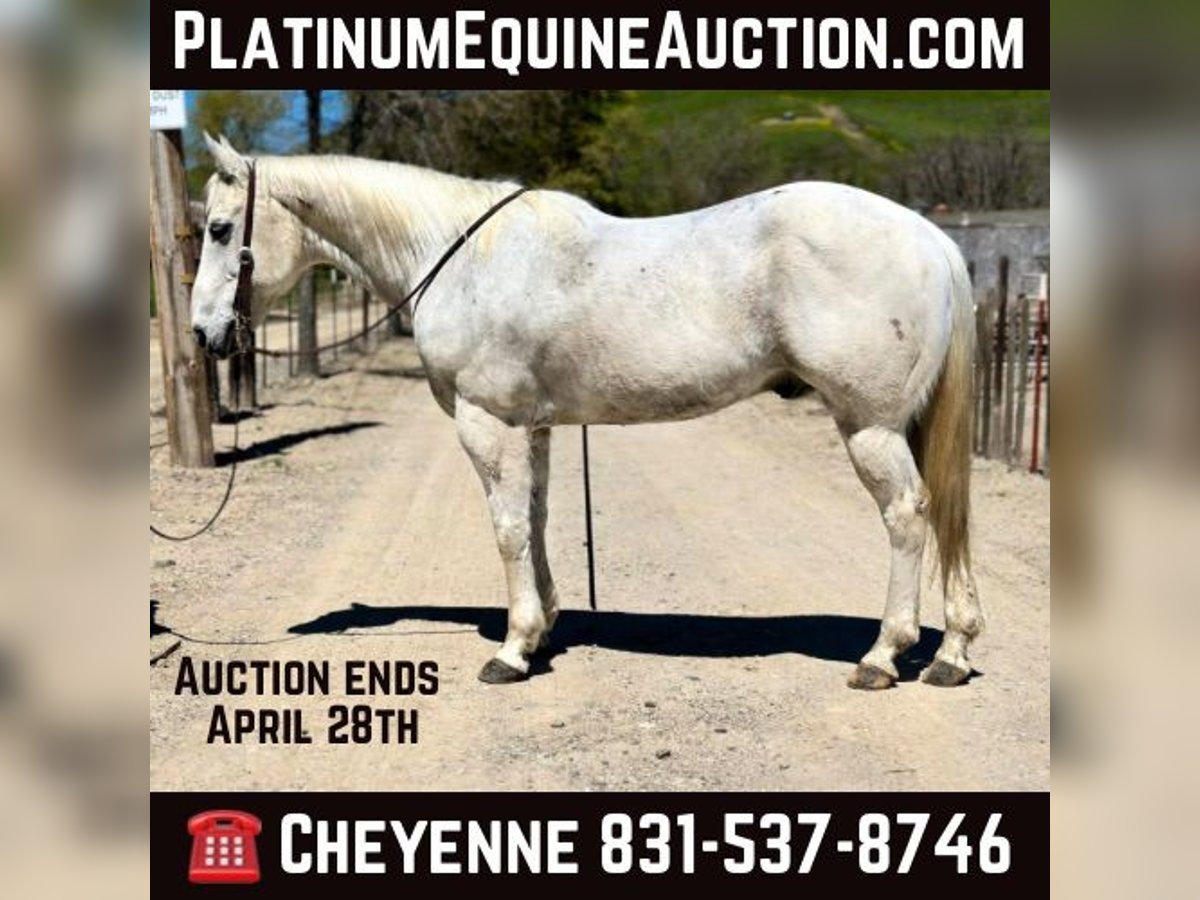 Quarter horse américain Hongre 13 Ans 150 cm Gris in Bitterwater CA